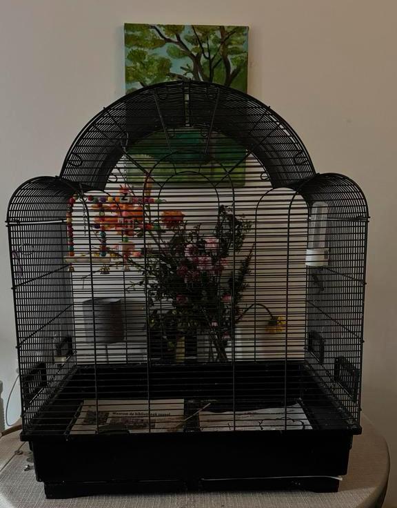 Vogelkooi, Ophalen of Verzenden