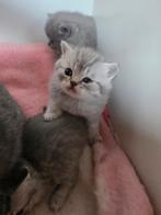 Prachtige Britse korthaar kittens beschikbaar, Dieren en Toebehoren, Meerdere dieren, Gechipt, 0 tot 2 jaar