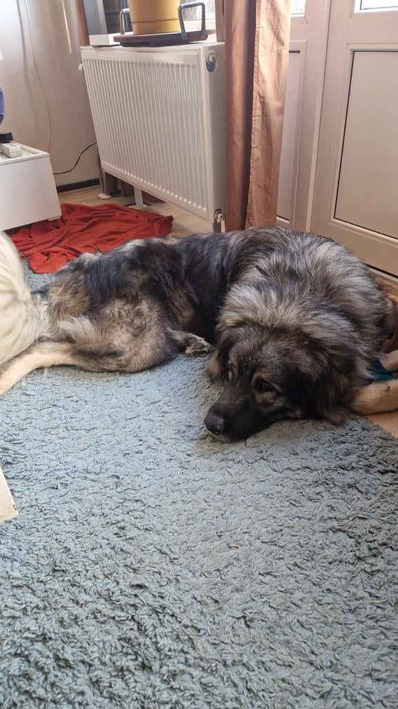 Te koop, Reu, Eén hond, 3 tot 5 jaar, Nederland