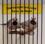 Spitsstaart amadines, Dieren en Toebehoren, Meerdere dieren