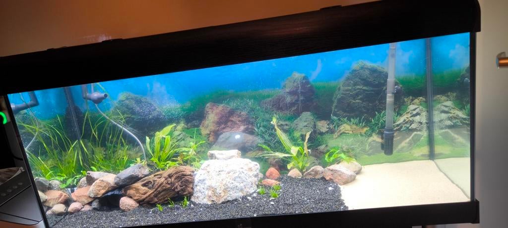 Gezocht, slakjes., Dieren en Toebehoren, Ophalen of Verzenden