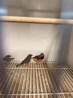 Zebravinken, Dieren en Toebehoren, Vogels | Overige Vogels, Meerdere dieren, Tropenvogel