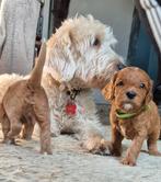 Labradoodle pups - kleine medium, Dieren en Toebehoren, Parvo, Overige rassen, 8 tot 15 weken, Meerdere