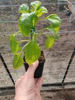Punt paprika planten, Ophalen