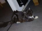 100 % main poes flame, Dieren en Toebehoren, Katten en Kittens | Overige Katten, Poes, Langharig, 0 tot 2 jaar