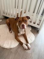 Herplaatsing Rednose Terriër Pitbull - Kenzo, Dieren en Toebehoren, 6 jaar of ouder, Eén hond, Nederland, Particulier