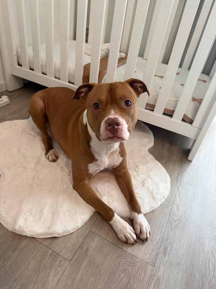 Herplaatsing Rednose Terriër Pitbull - Kenzo, Dieren en Toebehoren, Honden | Bulldogs, Pinschers en Molossers, Reu, Overige rassen