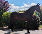 11 jarige ruin van Everdale, Dieren en Toebehoren, Ruin, Dressuurpaard, 3 tot 6 jaar