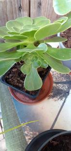 Aeonium stekken vanaf 2.50, Tuin en Terras, Ophalen, Zomer, Volle zon