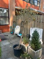Olijfboom in pot met vruchtjes, Tuin en Terras, Planten | Bomen, 100 tot 250 cm, Olijfboom, Ophalen, Volle zon
