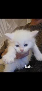 Maincoon kittens 100%  nog 1 witte kater, Dieren en Toebehoren, Katten en Kittens | Raskatten | Langhaar, Meerdere dieren, Ontwormd