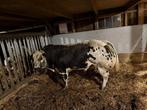 streeprug dikbilstieren te huur, Dieren en Toebehoren, Meerdere dieren