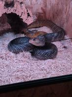 0.1 Geelstaart Indigoslang (drymarchon corais corais), Dieren en Toebehoren, Reptielen en Amfibieën, Slang, 0 tot 2 jaar