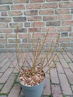 Zwitserse dwergwilg, Volle zon, Vaste plant, Lente, Ophalen