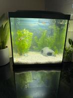 Aquarium, Dieren en Toebehoren, Ophalen, Gebruikt, Leeg aquarium