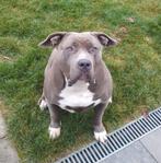 Bully XL teef Bonnie zoekt nieuwe thuis, Rabiës (hondsdolheid), Overige rassen, Teef, Eén hond