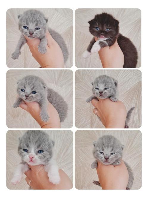 Britse korthaar kittens 🩵🩷, Dieren en Toebehoren, Katten en Kittens | Raskatten | Korthaar, Ingeënt