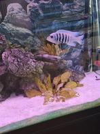 Maisoni reef Cichlid vis, Vis