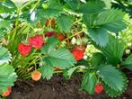 Fruitplanten te koop – aardbeien, bessen, frambozen, bramen, Ophalen of Verzenden, Volle zon