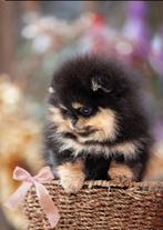 Pomeriaan pomeranian pup pups mini teef bearface, 8 tot 15 weken, Teef, Eén hond, Nederland