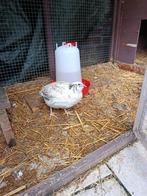 3 kwartel haantjes gratis, Dieren en Toebehoren, Pluimvee, Mannelijk, Overige soorten