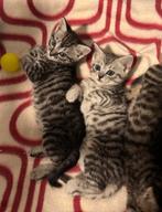 Europees korthaar kittens - 3 maanden, Meerdere dieren, Ontwormd, 0 tot 2 jaar