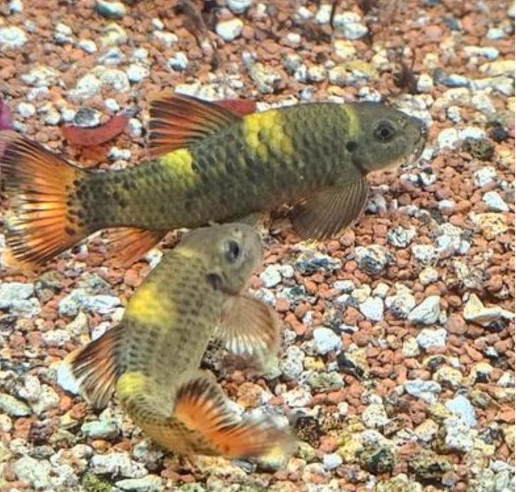 Vissen gevraagd gratis lees beschrijving, Dieren en Toebehoren, Vissen | Aquariumvissen, Zoetwatervis, Vis, Schoolvis