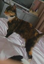Spoed aangeboden: Klein formaat knuffel poesjes, Poes