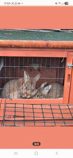 Pluizige mannen, Dieren en Toebehoren, Mannelijk, Dwerg