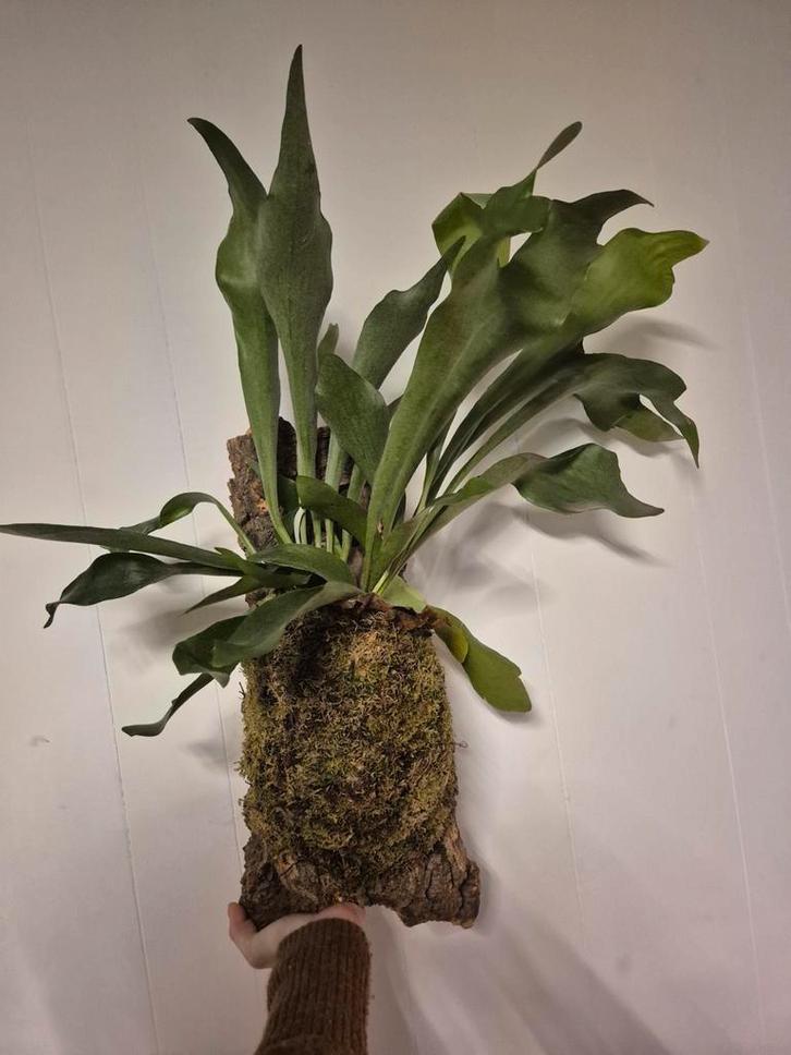 Hertshoorn op kurk +- 80 cm, Huis en Inrichting, Kamerplanten, Overige soorten, Minder dan 100 cm, Groene kamerplant, Halfschaduw