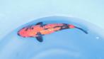 Japanse koi karper 30cm "Wagoi Hi Utsuri", Karper of Koi