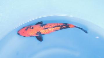 Japanse koi karper 30cm "Wagoi Hi Utsuri" beschikbaar voor biedingen