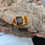 Larven en cocon van Pachnoda marginata peregrina