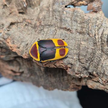 Larven en cocon van Pachnoda marginata peregrina beschikbaar voor biedingen