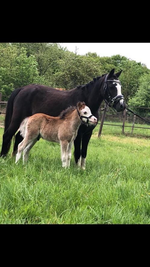 Prachtige welsh merrie, Dieren en Toebehoren, Pony's, Merrie, B pony (1.17m tot 1.27m), Recreatiepony, 3 tot 6 jaar, Met stamboom