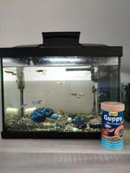 Compleet aquariumvissen en voer, Dieren en Toebehoren, Vissen | Aquaria en Toebehoren, Ophalen of Verzenden, Zo goed als nieuw