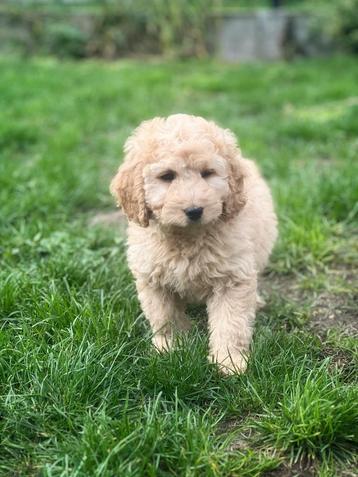 ontdek onze Mini Labradoodle beschikbaar voor biedingen