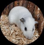 Mooie jonge cavia mannetjes, Dieren en Toebehoren, Knaagdieren, Cavia, Augustus, Mannelijk, Tam