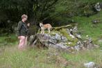 hondenoppas in Friesland, Diensten en Vakmensen, Dieren | Honden | Verzorging, Oppas en Les, Particuliere oppas