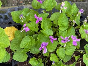 viola jooi plant in 9x9 cm pot beschikbaar voor biedingen