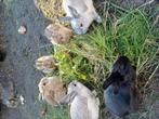 Dwergkonijnen, Dieren en Toebehoren, Konijnen, Meerdere dieren, Dwerg, 0 tot 2 jaar