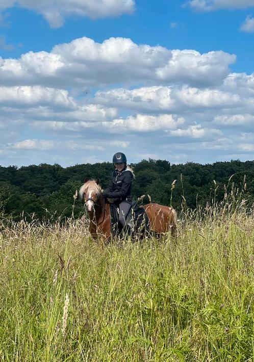 Leuke Welsh A pony te koop!, Dieren en Toebehoren, Pony's, Hengst, Zadelmak, A pony (tot 1.17m), Recreatiepony, 3 tot 6 jaar, Met stamboom