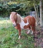 Shetlanders te koop, Dieren en Toebehoren, Merrie, A pony (tot 1.17m), Onbeleerd, Recreatiepony