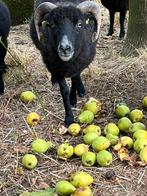 Te koop qusant ram, Dieren en Toebehoren, Schapen, Geiten en Varkens, Mannelijk, Schaap