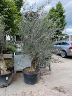 Olea Europaea €395 Olijfboom, Ophalen of Verzenden, Lente, 100 tot 250 cm, Olijfboom