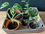 Stekjes/kamerplanten (6 stuks), Huis en Inrichting, Kamerplanten, Overige soorten, Minder dan 100 cm, Halfschaduw, Ophalen