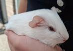Wit cavia zeugje, Juli, Vrouwelijk, Cavia