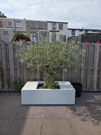 olijvenboom, Tuin en Terras, Planten | Bomen, Ophalen, Volle zon, Overige soorten