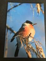 Vogels, Verzenden, Voor 1920, Ongelopen, Vogel