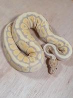 Python regius vrouw (inruil mogelijk), Dieren en Toebehoren, Reptielen en Amfibieën, Slang